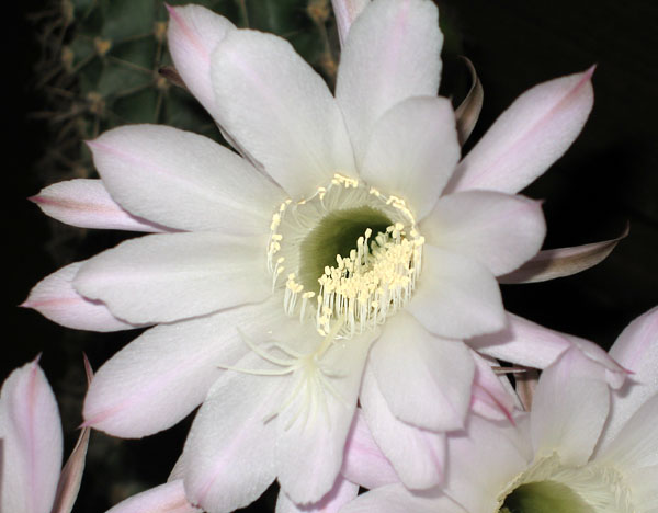 Цветущий эхинопсис